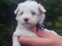 Мальтийской болонки щенки