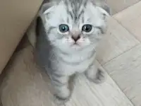 Шотландские котята, фотография 2