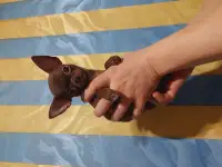 Мини чихуахуа, фотография 8
