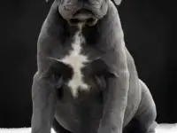 Щенки кане корсо, фотография 6