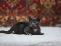 Милейший котеночек Масик мечтает найти семью!, фотография 3