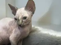 Канадский сфинкс котята, фотография 3