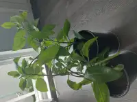 Джинура Прокумбенс