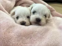 Мальтийской болонки щенки, фотография 4
