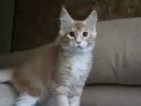 Шикарный котик Мейн-кун!, фотография 3