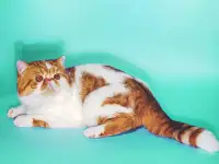 Экзотический кот Гарфилд. Даром., фотография 11
