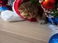 Шотландские котята, фотография 2