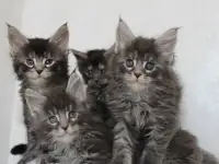 Котята мейн-кун!, фотография 5