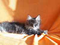 Еще совсем котёнок  , 3,5 мес., фотография 3