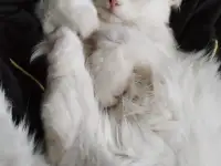 Кот и котята, фотография 5