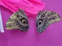 Выставка живых бабочек, фотография 9