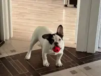 Французский бульдог