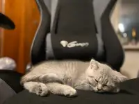Шотландские котята, фотография 12
