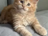 Мальчики Мейн кун, фотография 8