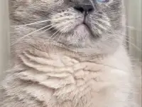 Союшка. Кошка Соя. Привита, кастрирована, фотография 5