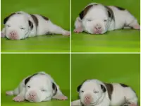 Английский стаффордширский бультерьер, фотография 3