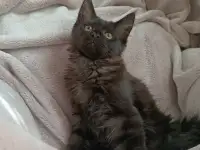 Девочка Мейн Кун, фотография 5