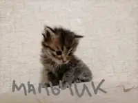 Котята, фотография 3
