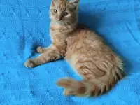 Рыжий, честный, влюбленный Лион, фотография 2
