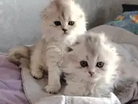 Шотландские котята., фотография 3