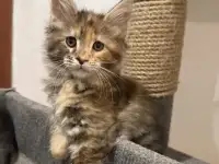Котята мейн-кун, фотография 3