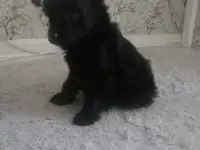 Щенки китайской хохлатой