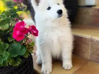 Щенок Самоедской лайки