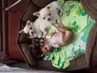 Щенки Чихуахуа
