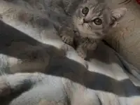 Британские котята