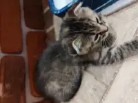 Котята в добрые руки, фотография 2