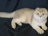 Шотландские котята, фотография 8
