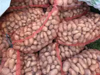 Продам картофель, фотография 2