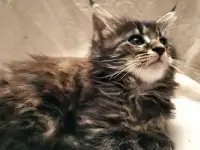 Продаются котята, фотография 3