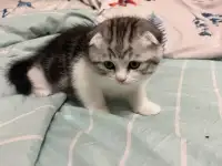 Шотландские котята, фотография 9