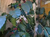 Растения комнатные, фотография 4