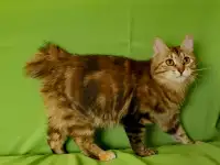 Родословн Курильский бобтейл, фотография 5