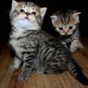 Вислоухие котята, фотография 3
