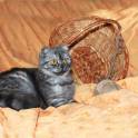 Вислоухие котята, фотография 7