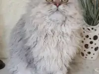 Котенок Селкирк рекс, фотография 2