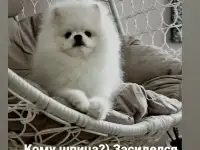 Померанский шпиц, фотография 2