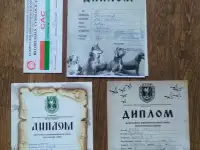 Щенки дратхаара, фотография 4