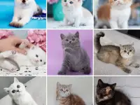 Британские Котята От Чемпионов - Много окрасов!, фотография 2