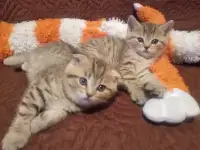 Продам шотландских котят