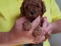 Щенки пуделя, фотография 2