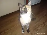 Найдена кошка, фотография 3