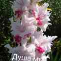 Гладиолусы, фотография 7