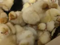 Продаются цыплята разных пород и цветные бройлеры,голошейки, фотография 2