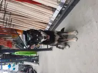 Отдам собаку