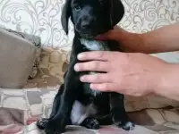 Щенок