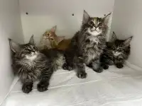Котята мэйн-кун, фотография 3